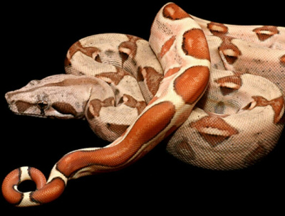 Удав императорский  (Boa constrictor) Salmon, M